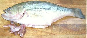 Fish