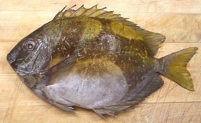 Whole Virgate Rabbitfish