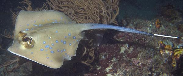 Live Blue Spotted Stingray