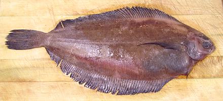 Whole Rex Sole