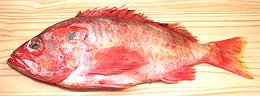 Whole Yellow Mouth Rockfish