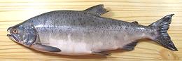 Whole Pink Salmon