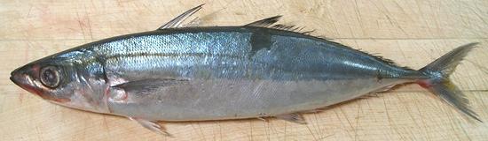 Whole Mackerel Scad