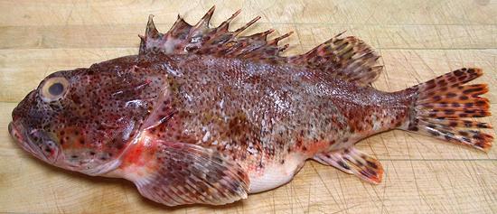 Whole California Scorpionfish