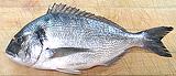 Unidentified Seabream