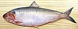 Amreican Shad