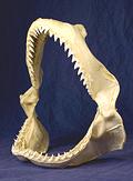 Shark Jaw