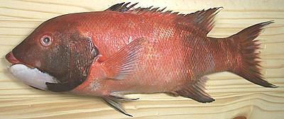 Whole Male California Sheephead Fish