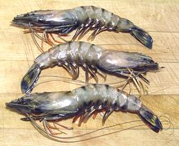 Three Giant Tiger Shrimp