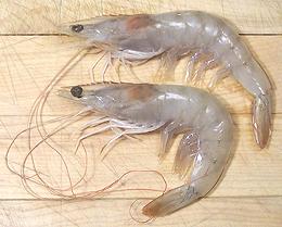 Fresh White Shrimp 07e