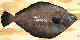 Whole Slime Fish e