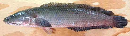 Whole SnakeheadFish