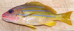 Whole Bluestripe Snapper 02e