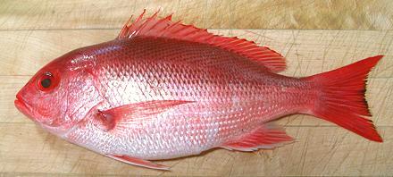 Whole Silk Snapper Fish