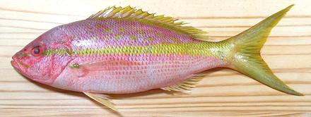 Yellowtail Snapper Fish Facts  Ocyurus chrysurus - A-Z Animals