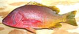 Bluestripe Snapper