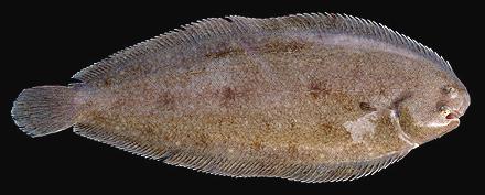 Whole Common Sole Fish