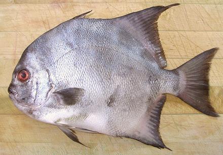 Whole Spadefish