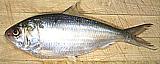 Spanish Sardine