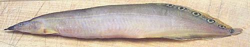 Whole Spiny Eel Fish