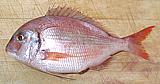 Silver Seabream