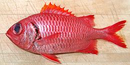 Whole Blotcheye Soldierfish