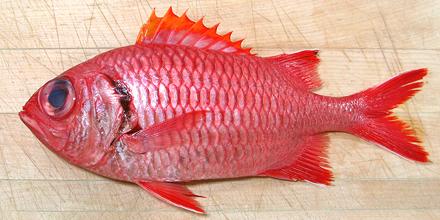 Whole Squirrelfish