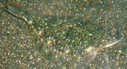 Whole Starry Flounder