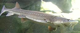 Live Pacific White Sturgeon