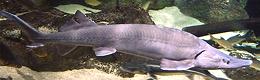 Live Siberian Sturgeon