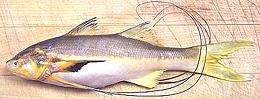 Threadfin