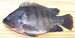 Whole Tilapia Fish