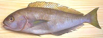 Whole Ocean Whitefish