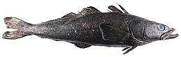 Patagonian Toothfish