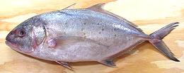 Whole Yellowspotted Trevally 02e