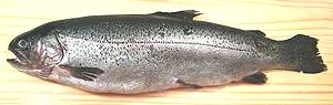 Whole Trout