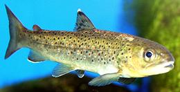 Live Brown Trout