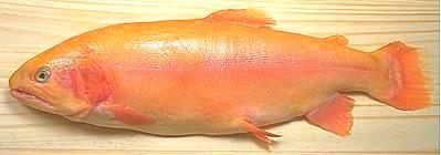 Whole Golden Rainbow Trout