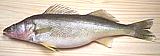 Walleye