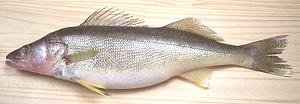 Whole Walleye Perch