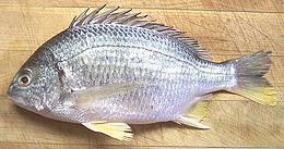 Whole Yellowfin Seabream 01e