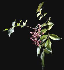 Sichuan Peppercorns on Leafy Branch