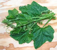 Squash Greens