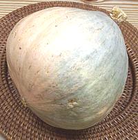 Gray Hubbard Squash