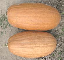 Moschata Squash, Ukraine