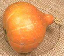 Red Kuri Squash