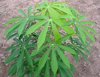 Cassava Leaves on Plant