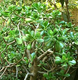 Live Jade Plant