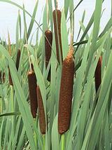 Flowering Cattails