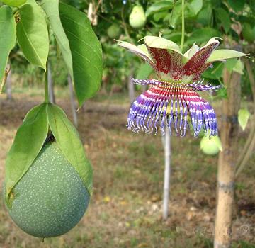 Sweet Calabash Fruit and Flower on Plant